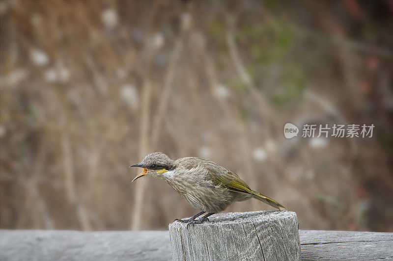 黄脸蜜蛉(Caligavis chrysops)